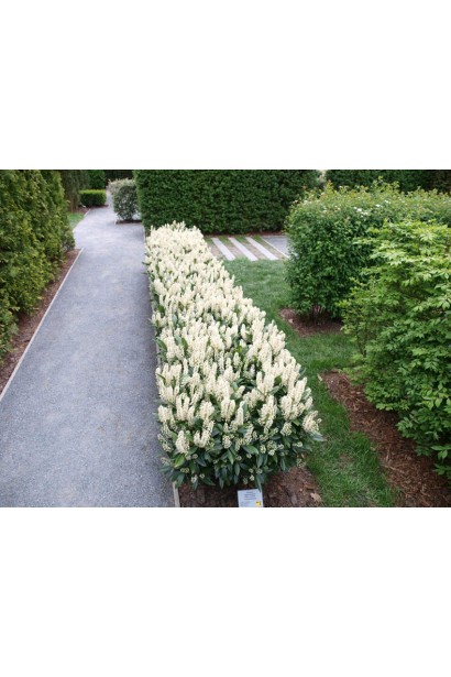 Лавровишня лікарська Отто Люкен рясне цвітіння